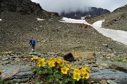 45 Cariofillata delle pietraie (Geum reptans) con vista in Piz Varuna